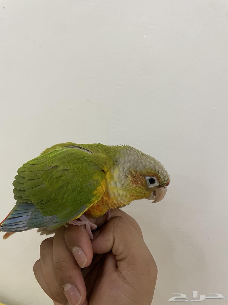 فرخ كنيور أليف و هدد تم البيع64425219458819113