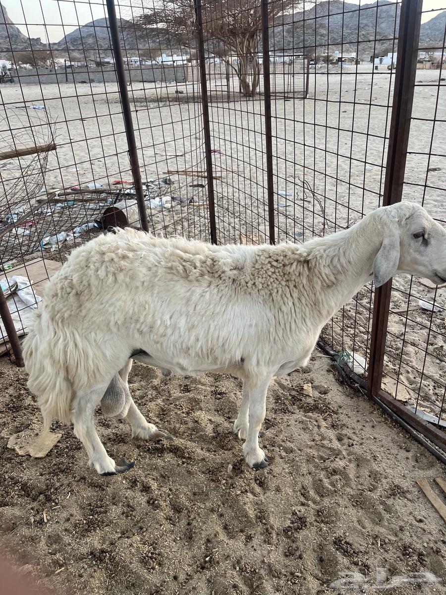 طلي فحل للبيع64420350825091110