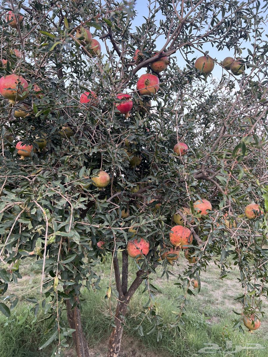 رمان للبيع64424065400577110