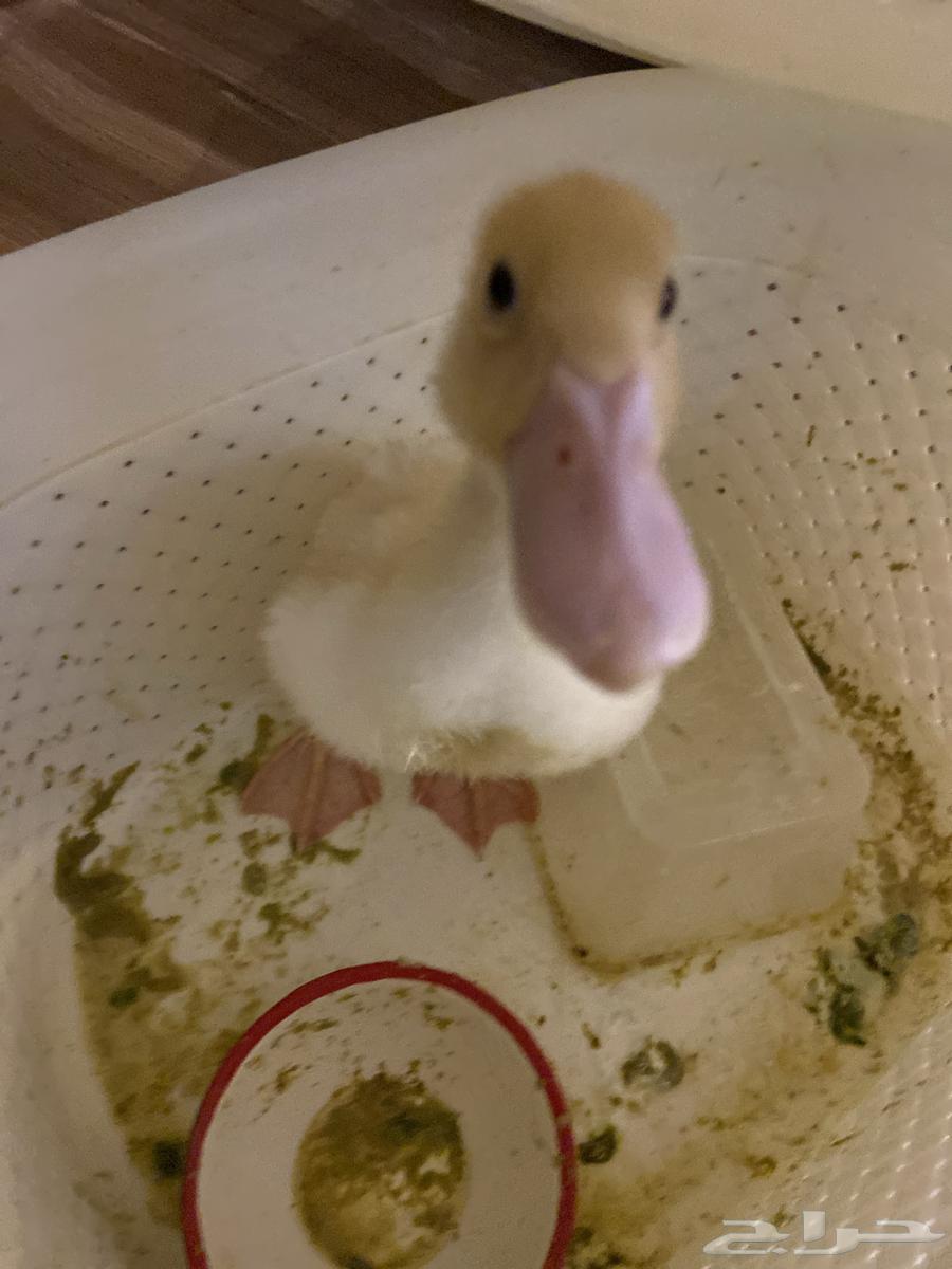 بطه64425192516739110