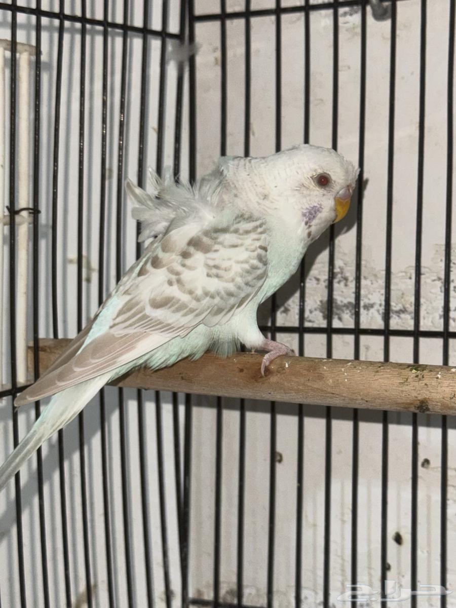 بادجي هوقو ذكور64426053115266110