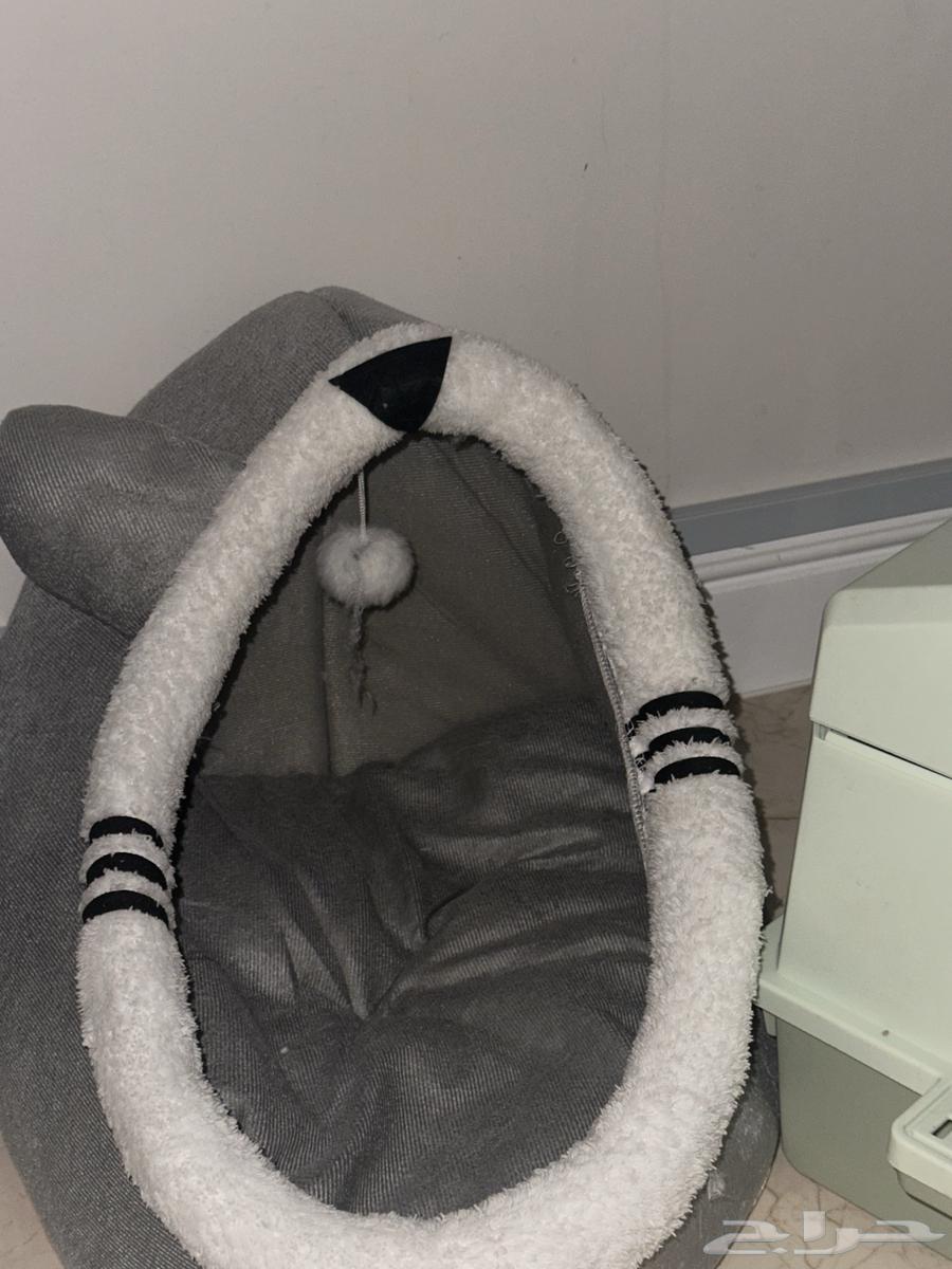 قطط شيرازي للبيع مع جميع مستلزماته الجبيل الصناعية64425677299330114