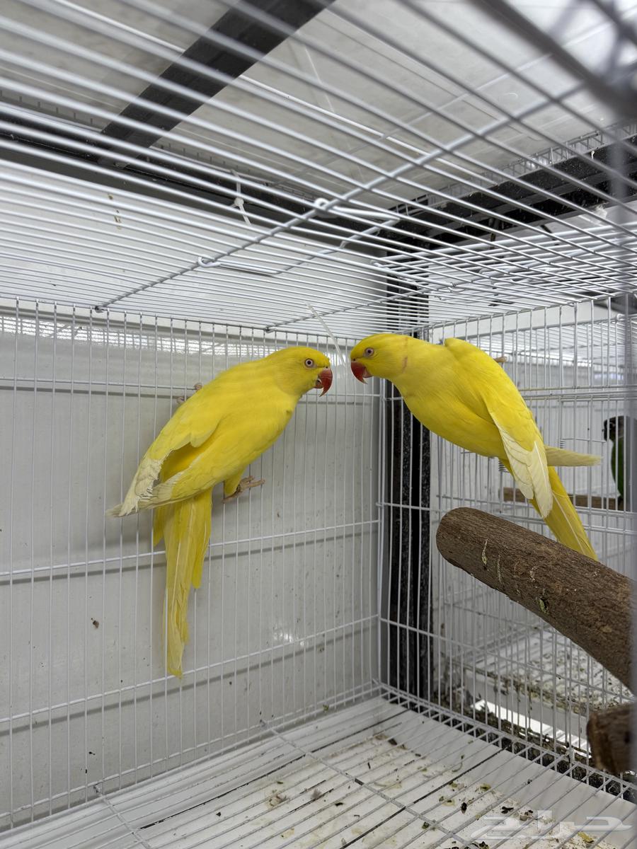 Jawz Dera Latino available Jawz Dera64421053611907111