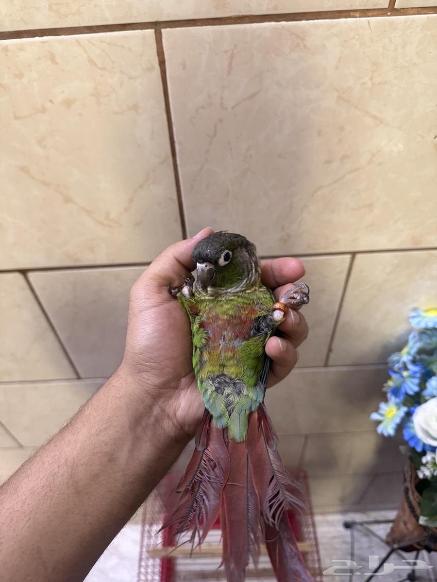 كنيور قرين شيك(تم البيع )64420891750403112