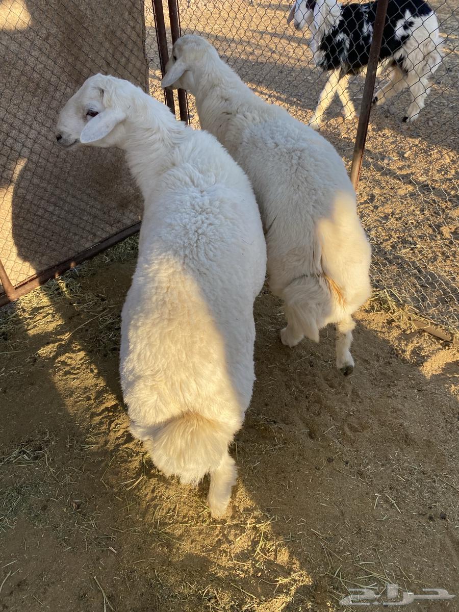 للبيع طليان64420499407233112