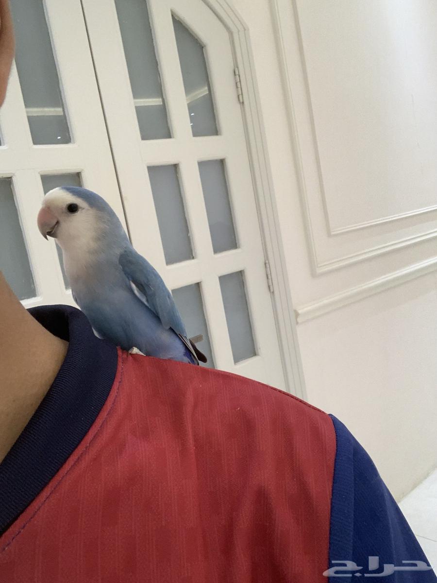 ( تم البيع) ببغاء روز زوج64421933203075113