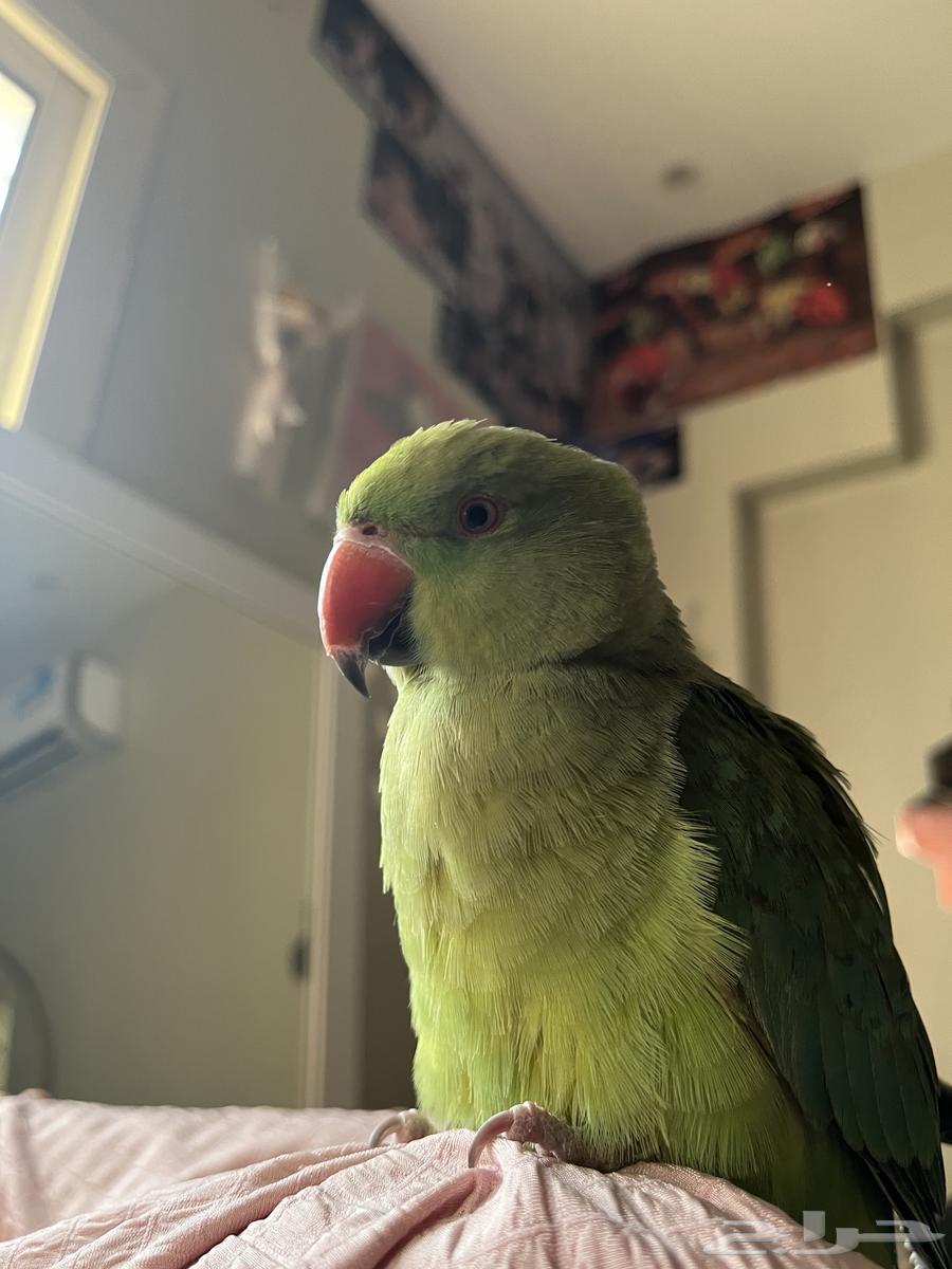 ببغاء درة64421053603842110