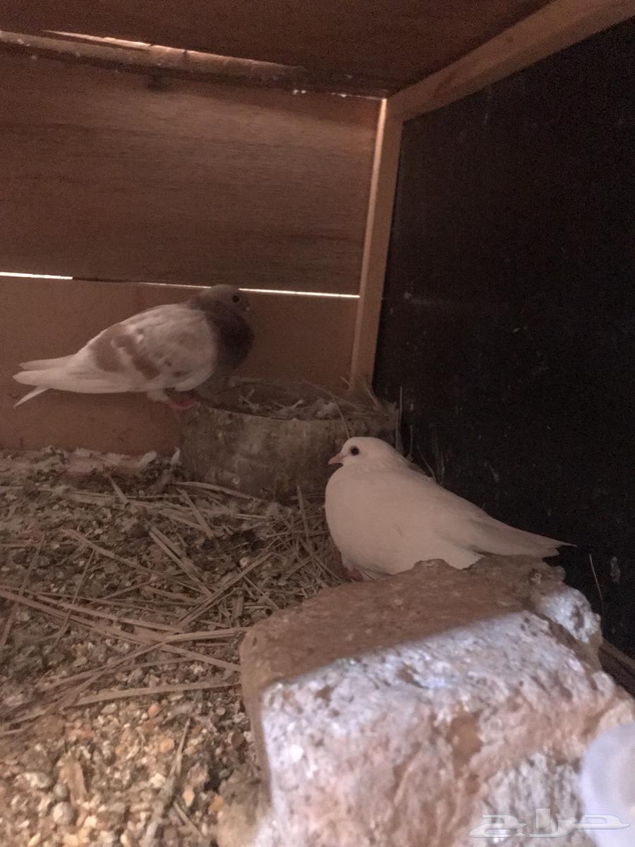 صنعاني اصيل شيبه64419784511106113