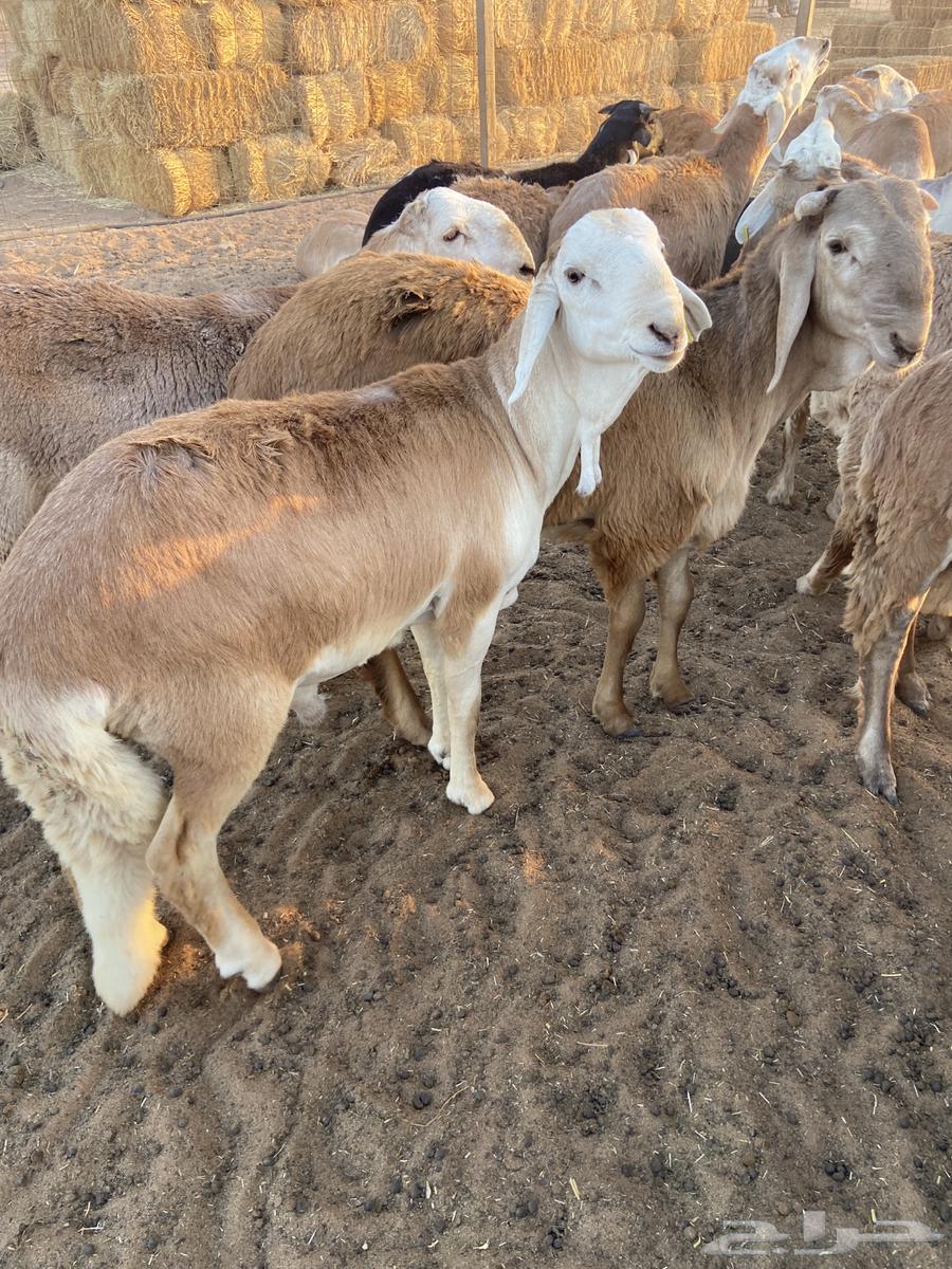 ذبائح للبيع64424025204865111