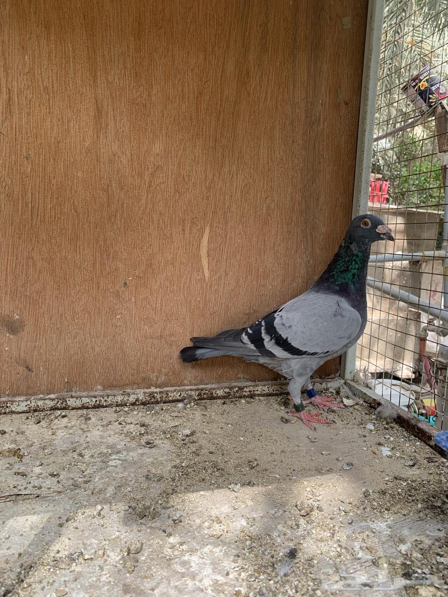 للبيع حمام زاجل سباق قطر64419784469634112