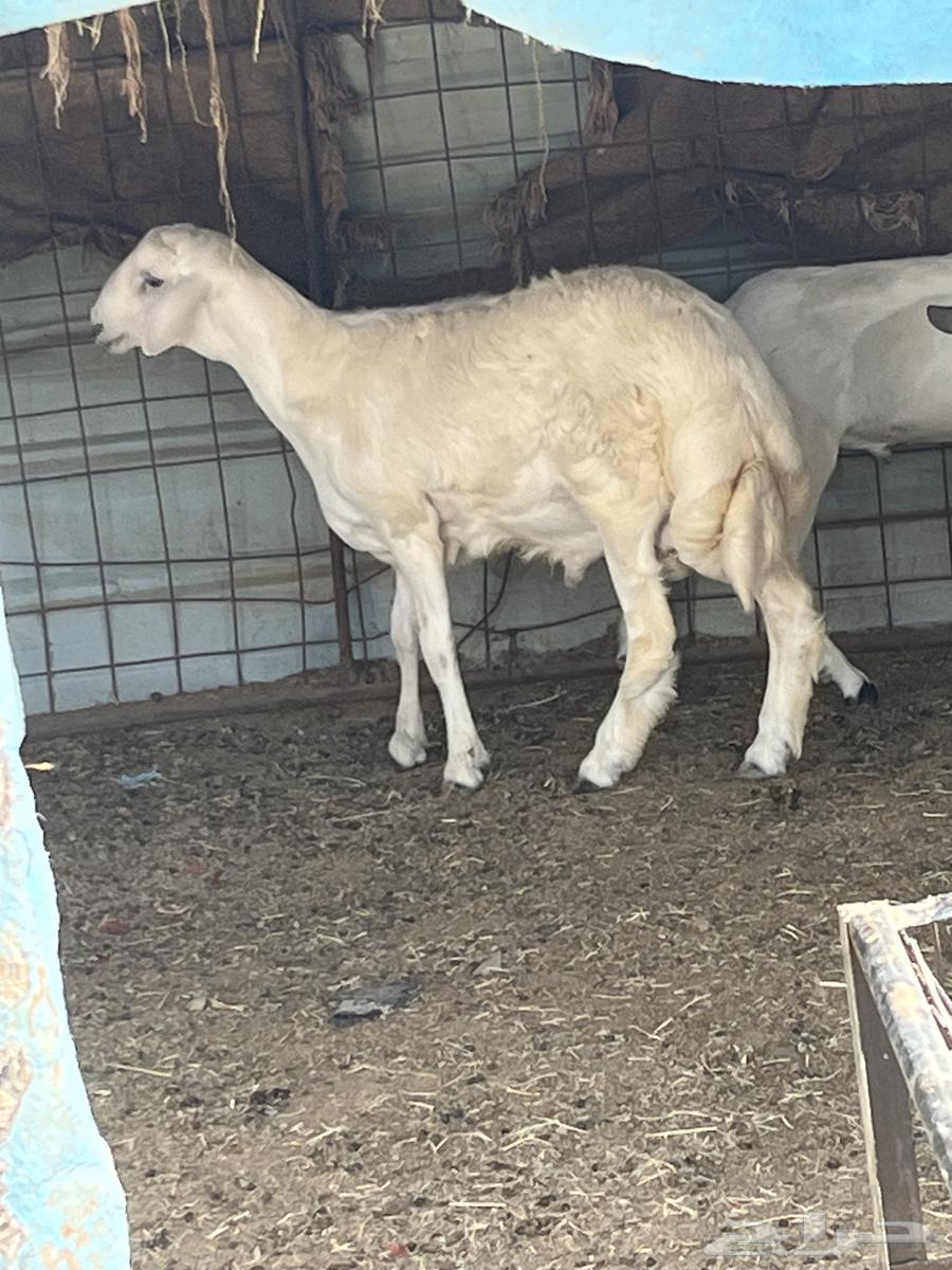 للبيع طلي فل الفل شحم نظيف شرط64422708724739111