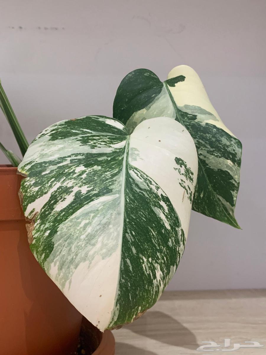 مونستيرا البو فرقيتد  monstera albo var64422960027394113