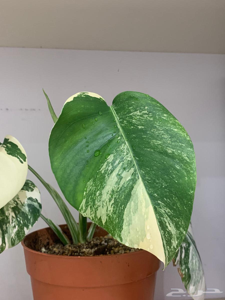 مونستيرا البو فرقيتد  monstera albo var64422960027394111