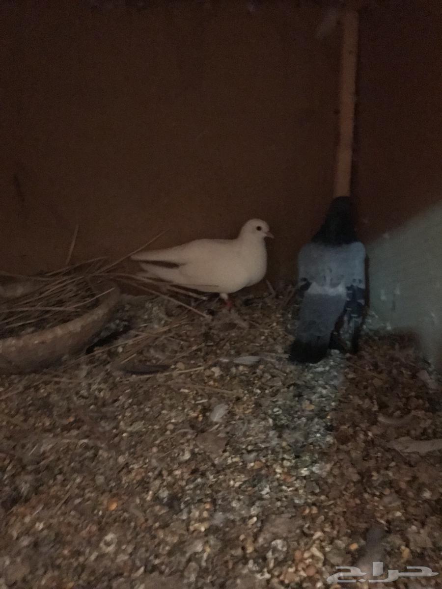 صنعاني اصيل شيبه64419784511106112