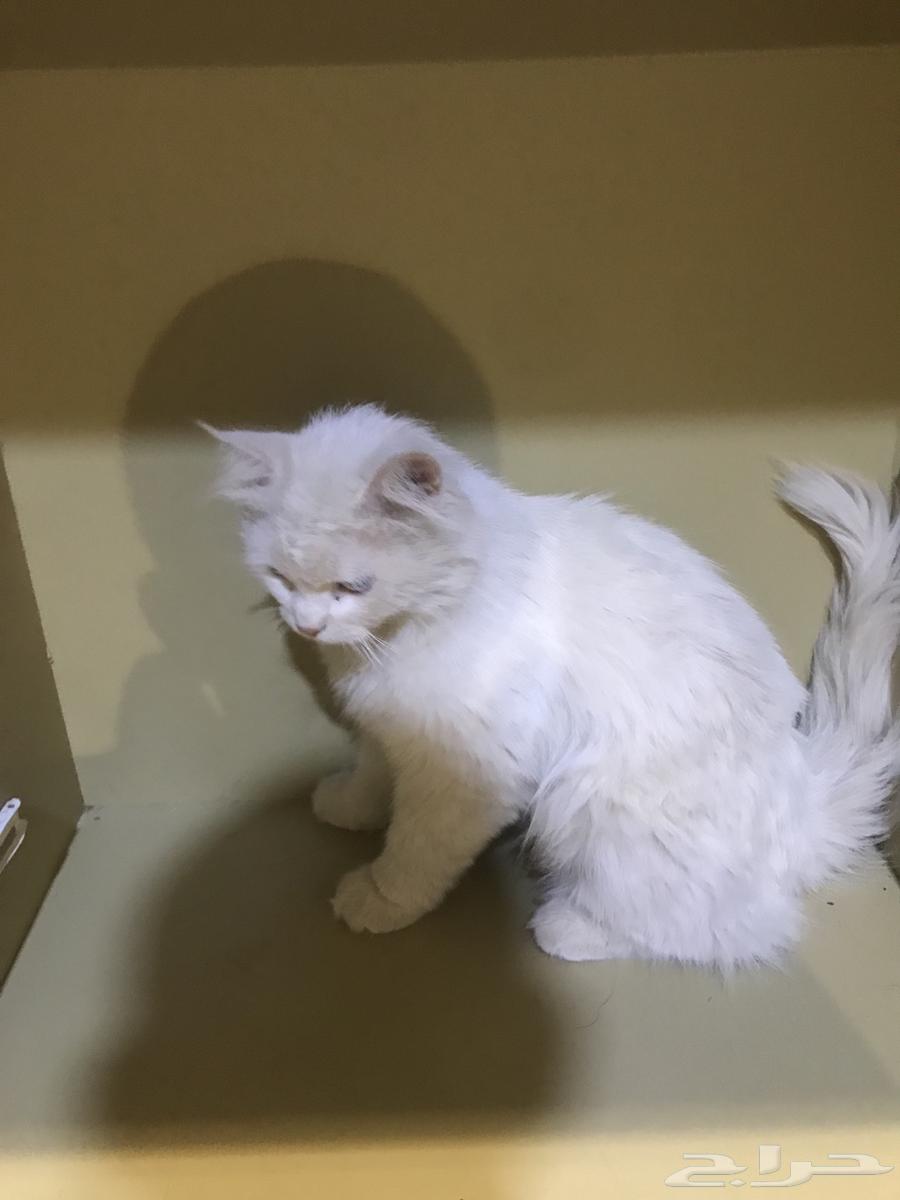 للبيع قط فارسي للصامل64424442609794113