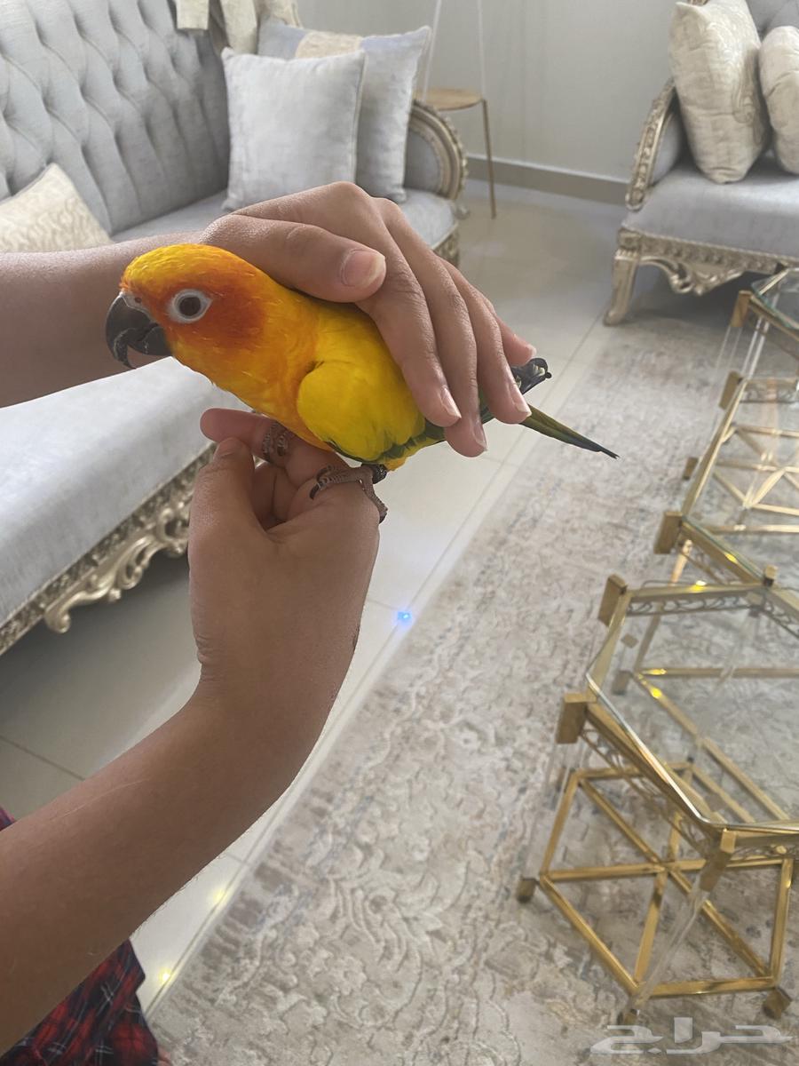 صن كنيور تم البيع64423150743042114