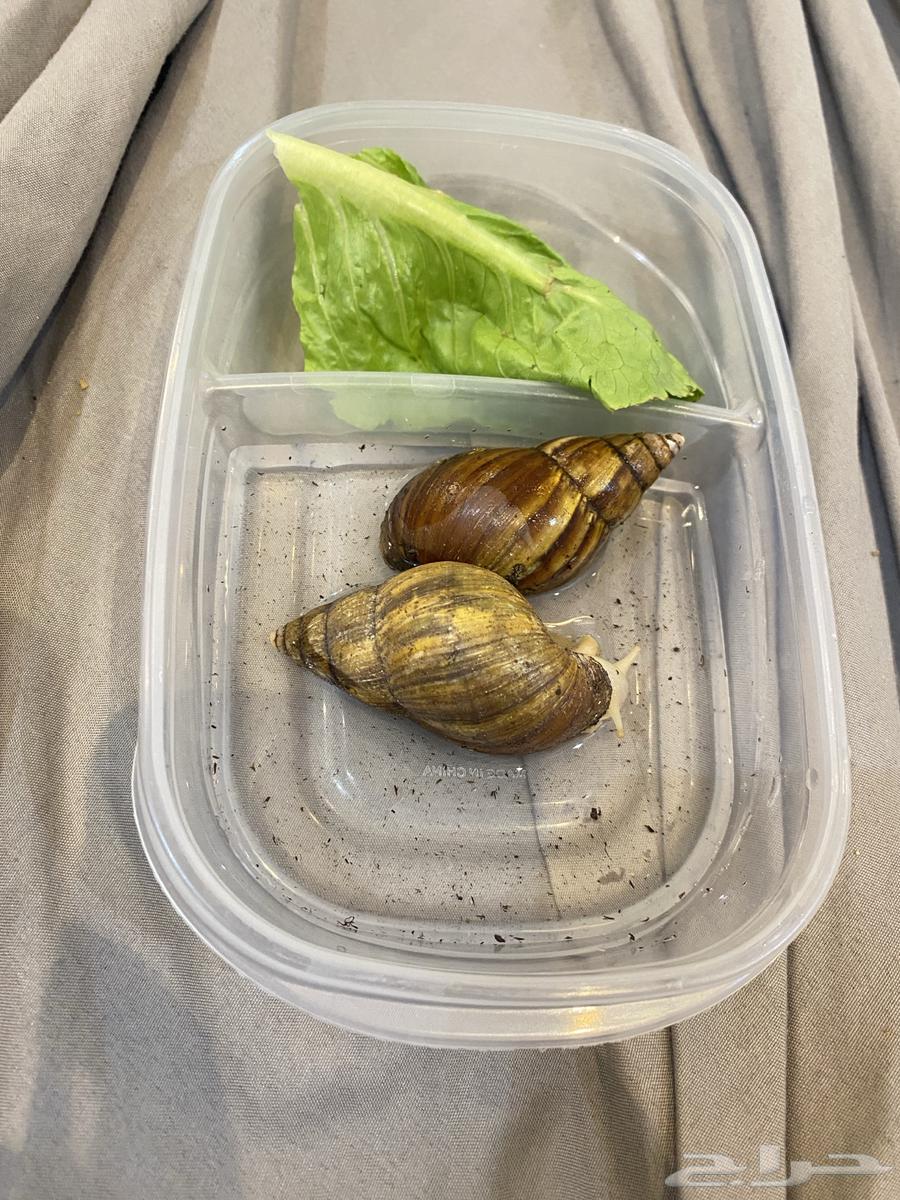 حلزونتين اعمار 7 شهور تقريبا ( لونا وليو ) و بيضهم64421933274243113