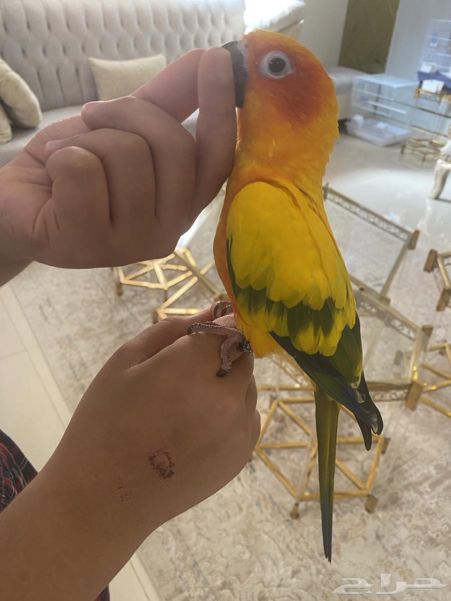 صن كنيور تم البيع64423150743042110