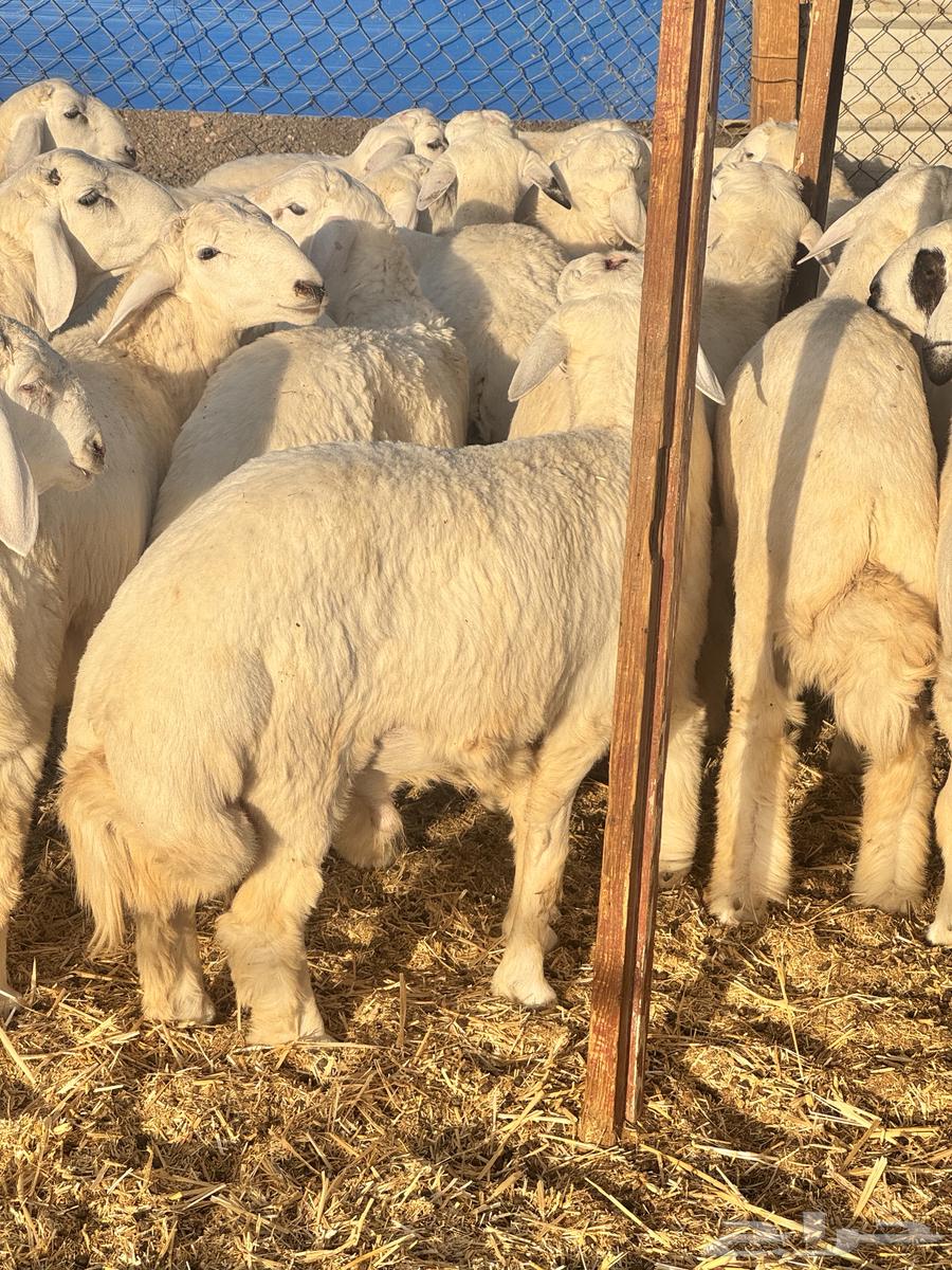 حريات البيع تفريد64420458773250111