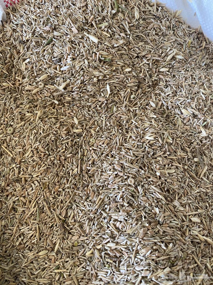 بذر هيبان صافي وبذر هيبان مخلوط64421093630083110