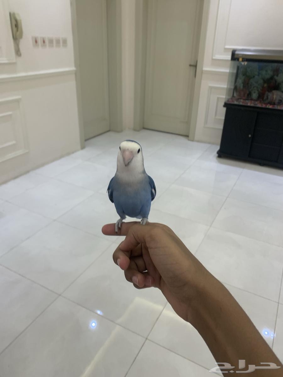 ( تم البيع) ببغاء روز زوج64421933203075112