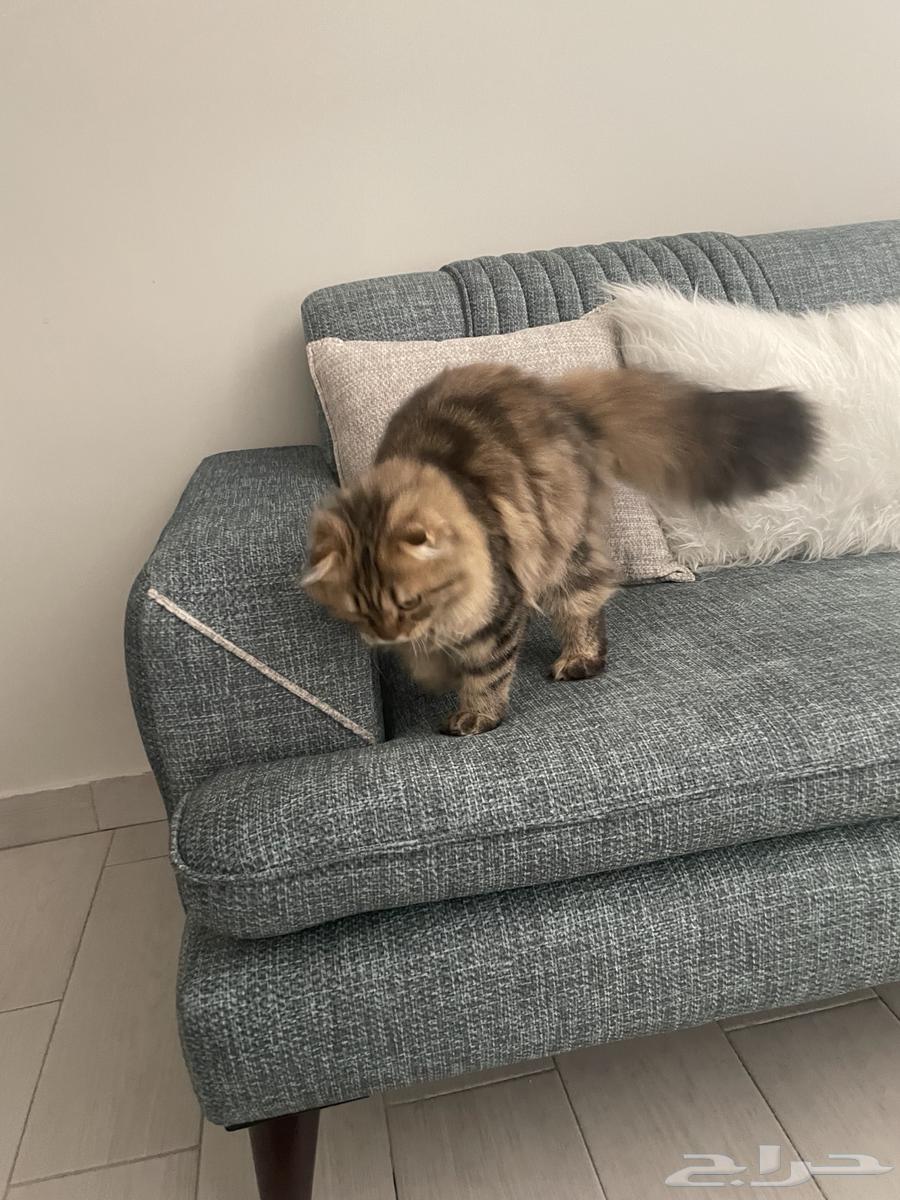 Cats64422028298881111