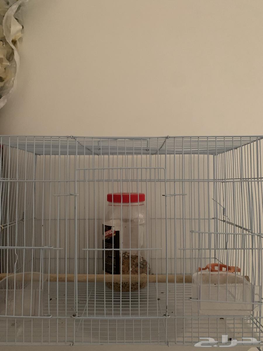 قفص للكروان64422832449538110