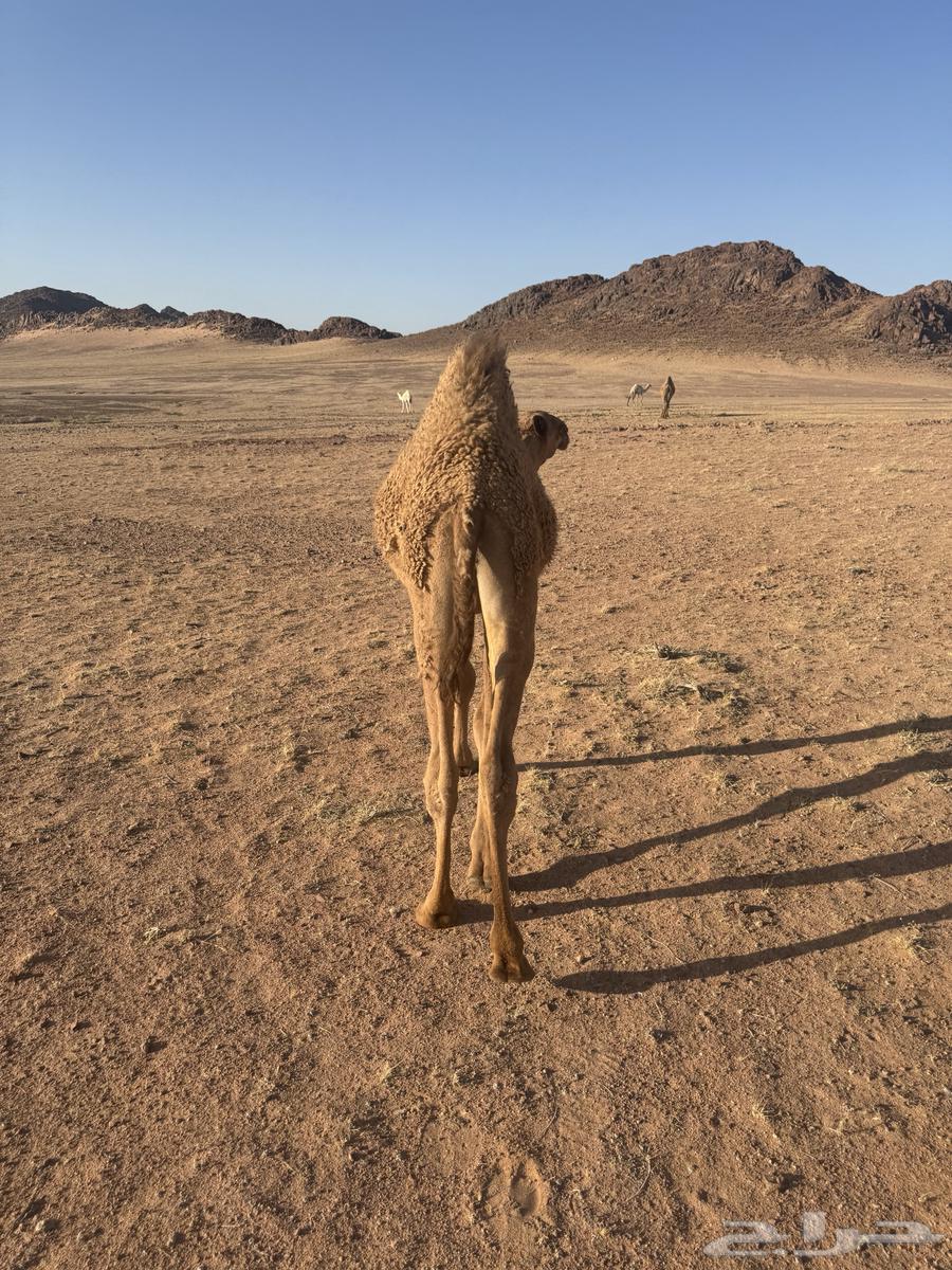 Qoudou Ichal64424145857025113