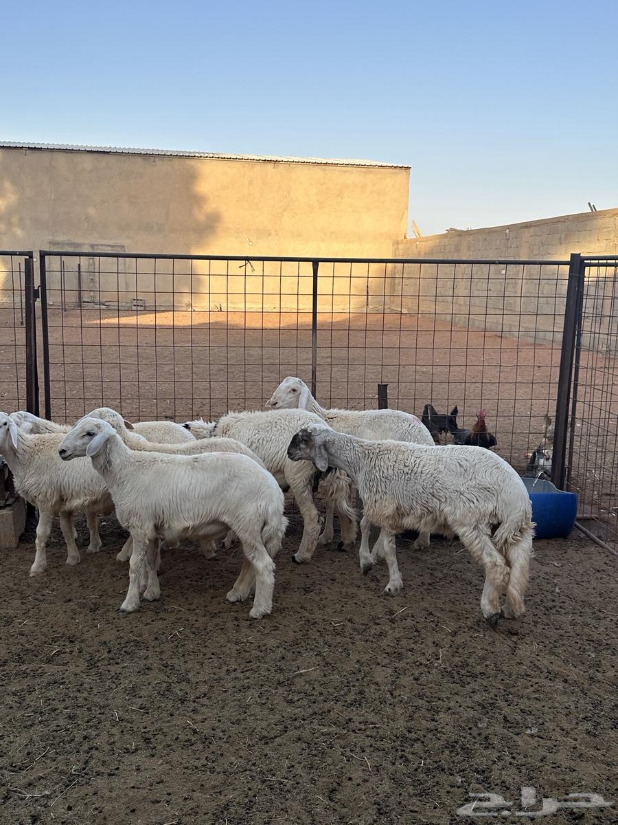 للبيع طليان حري ((تم البييع))64423743717506114