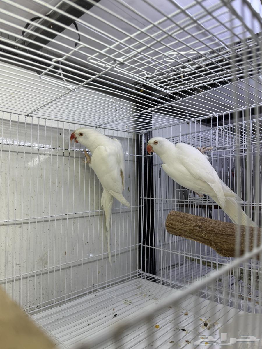 Jawz Dera Latino available Jawz Dera64421053611907113