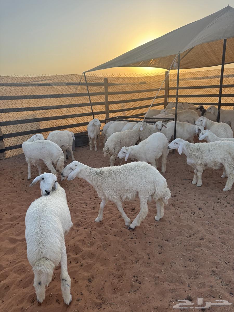 طليان حريات64420634471554113