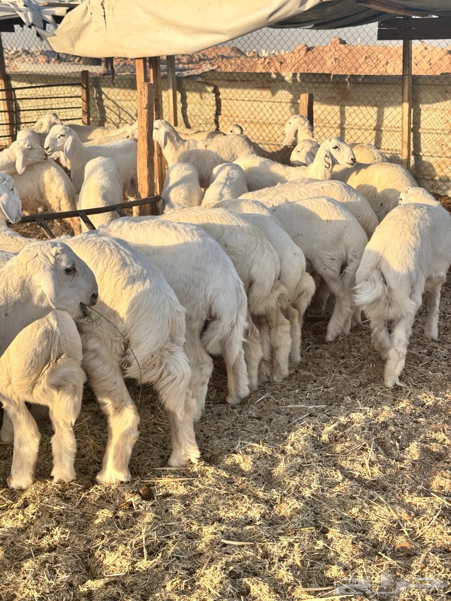 حريات البيع تفريد64420458773250113