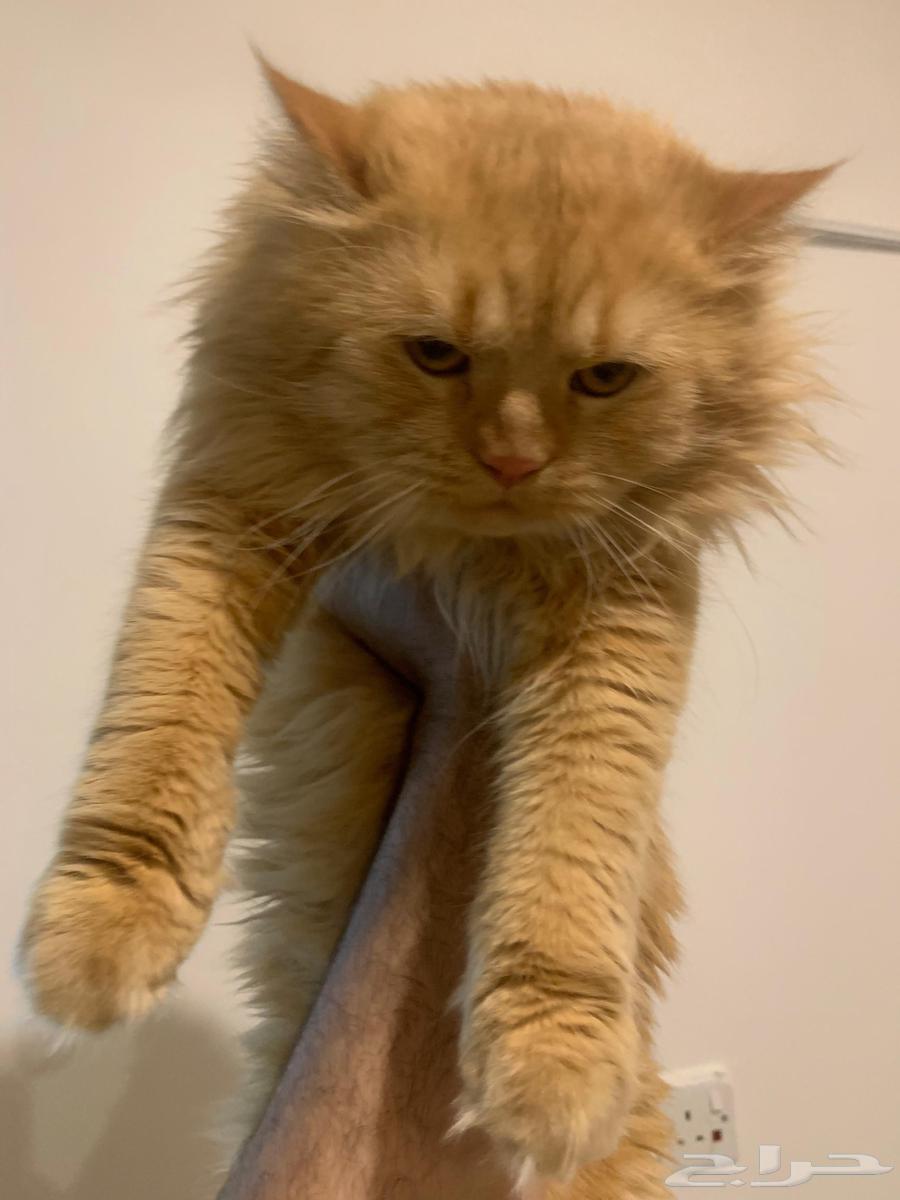 قطط تبني64422421348354110