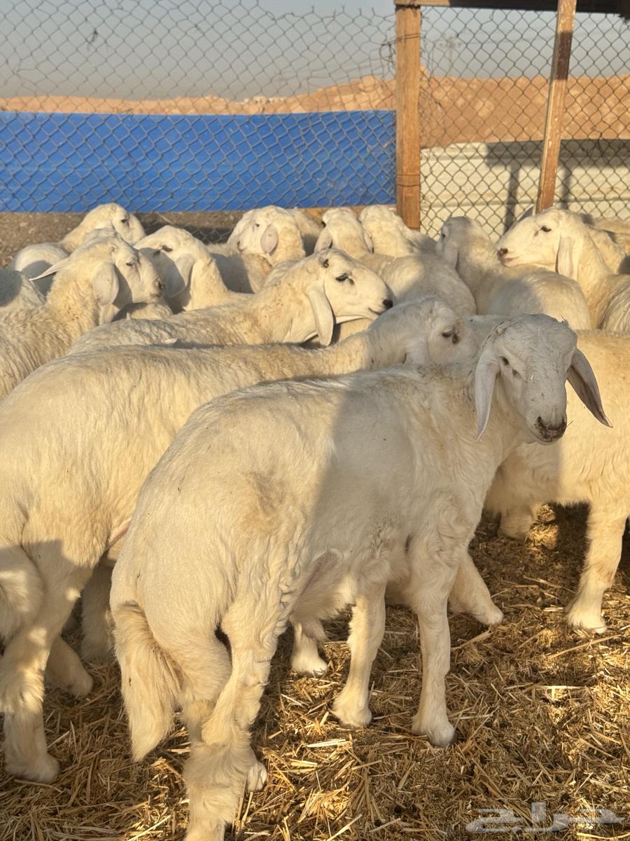 حريات البيع تفريد64420458773250114