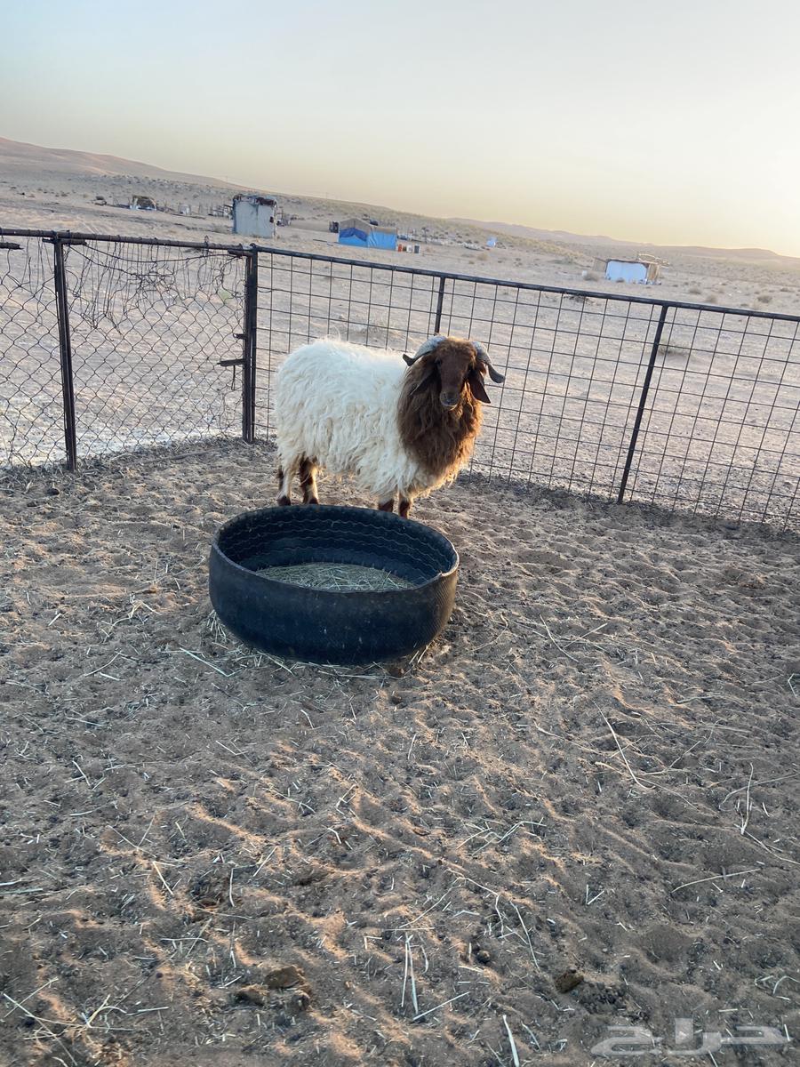 ذبائح للبيع64424025204865114