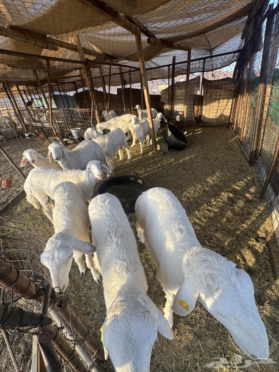 طليان حرية للبيع64420594090881110