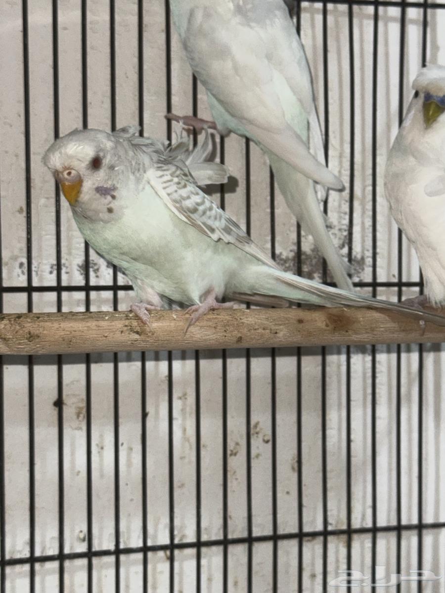 بادجي هوقو ذكور64426053115266111