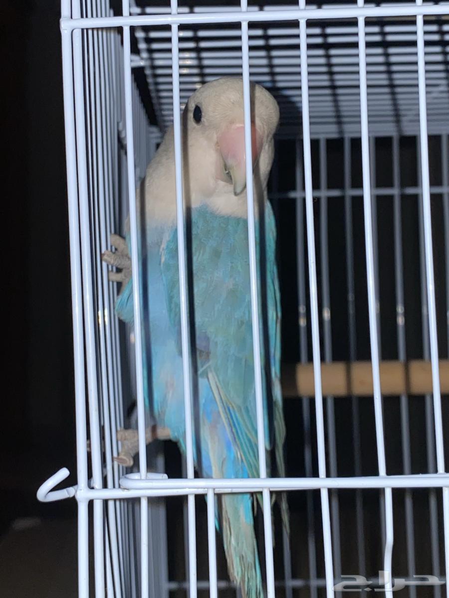 طير روز عمره سنه بالضبط64423569496194110