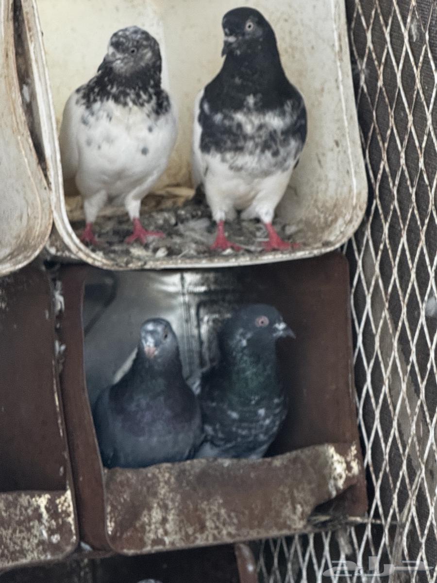 مجموع حمام باكستاني شرط64423971335425112