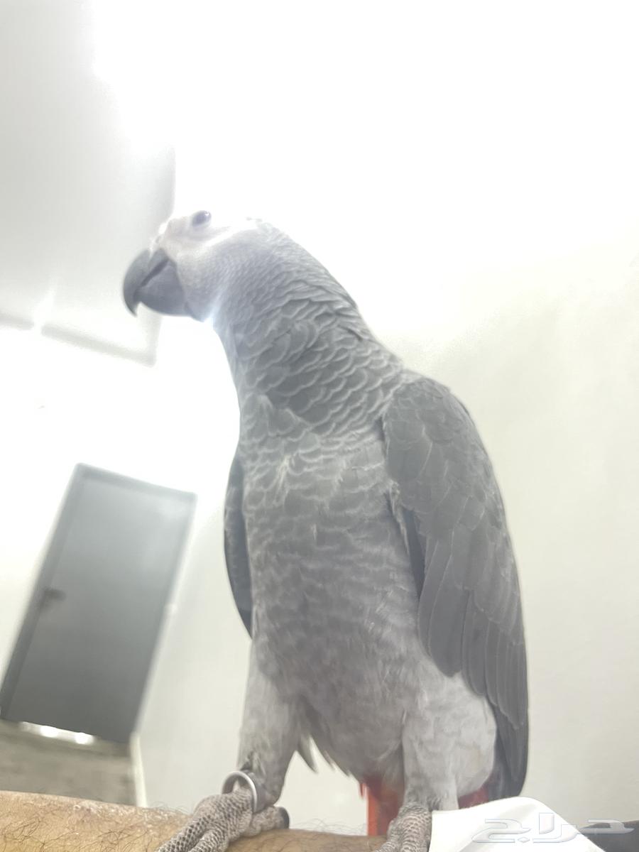 كاسكو هدد نشبه64422612388355110