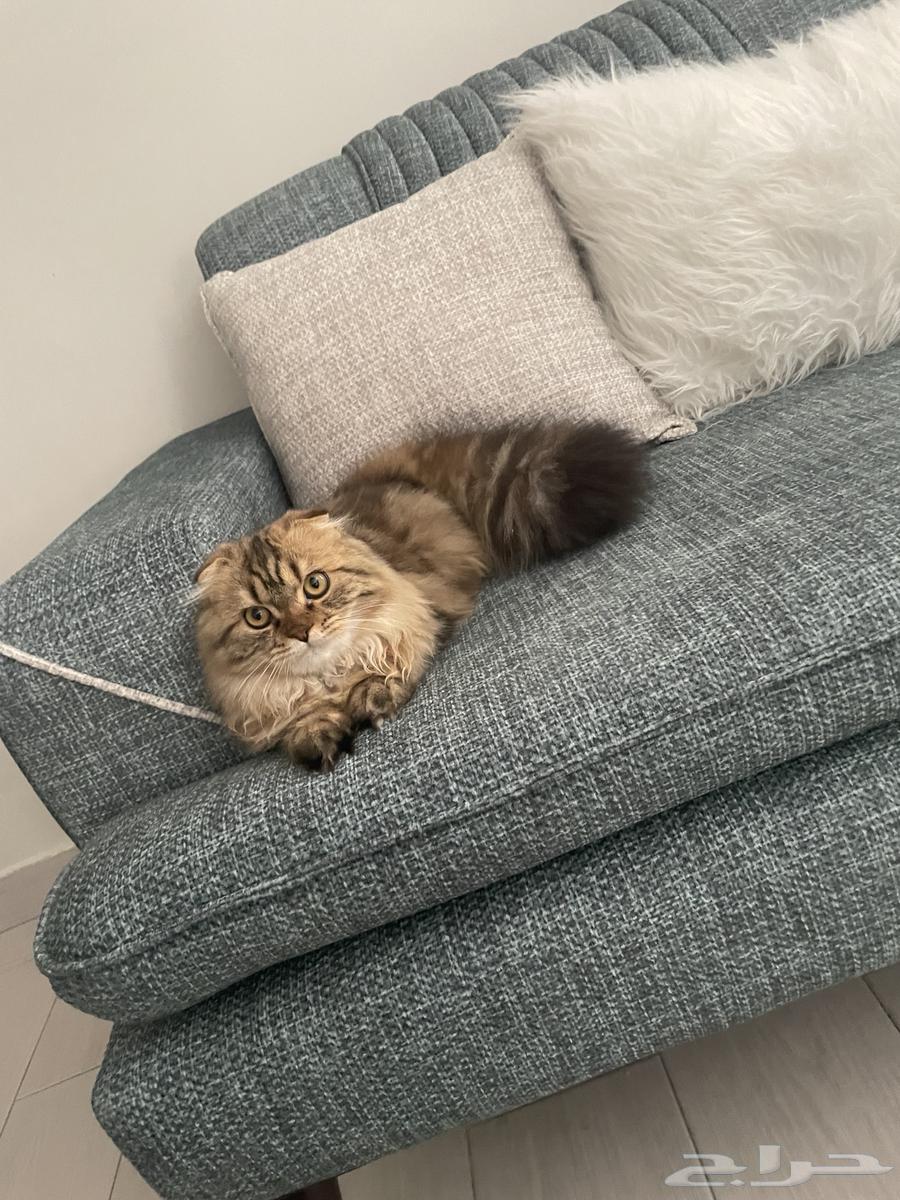 Cats64422028298881113