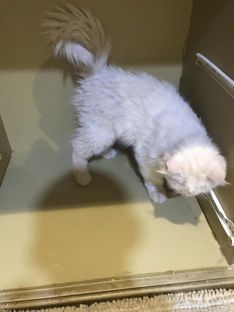 للبيع قط فارسي للصامل64424442609794110