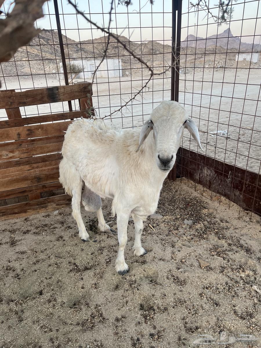 طلي فحل للبيع64420350825091111