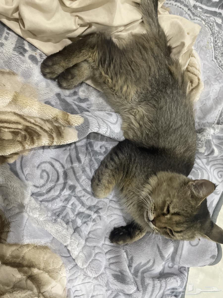 بسه للبيع64424266388865110