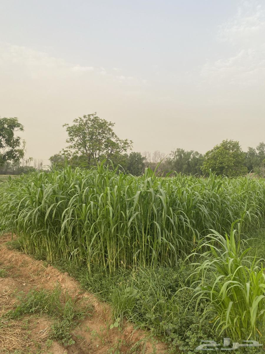 قصب اخضر في الفطيحه وضواحيها مع التوصيل64420458800001113