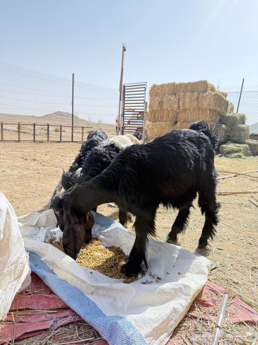 Haray and goats64422708674435111