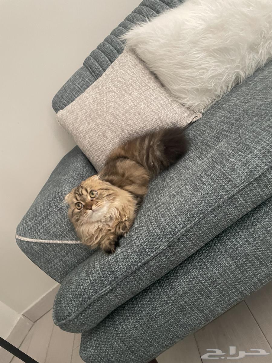 Cats64422028298881110