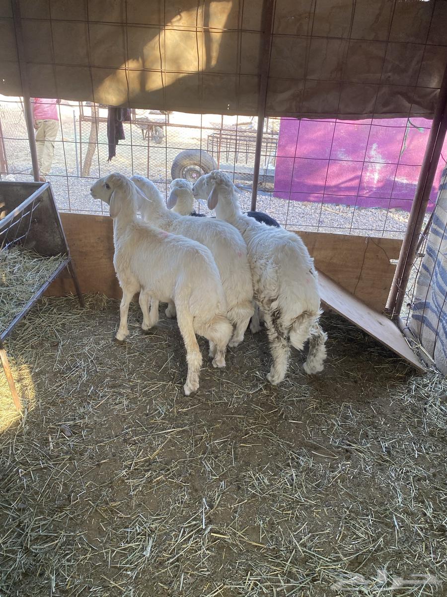 طليان فاخره وجبره ونضيفه شرط64423837567618112