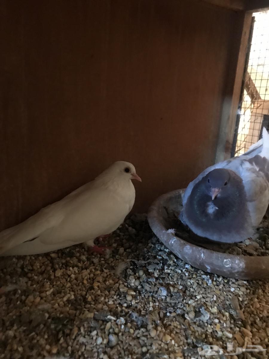 صنعاني اصيل شيبه64419784511106114