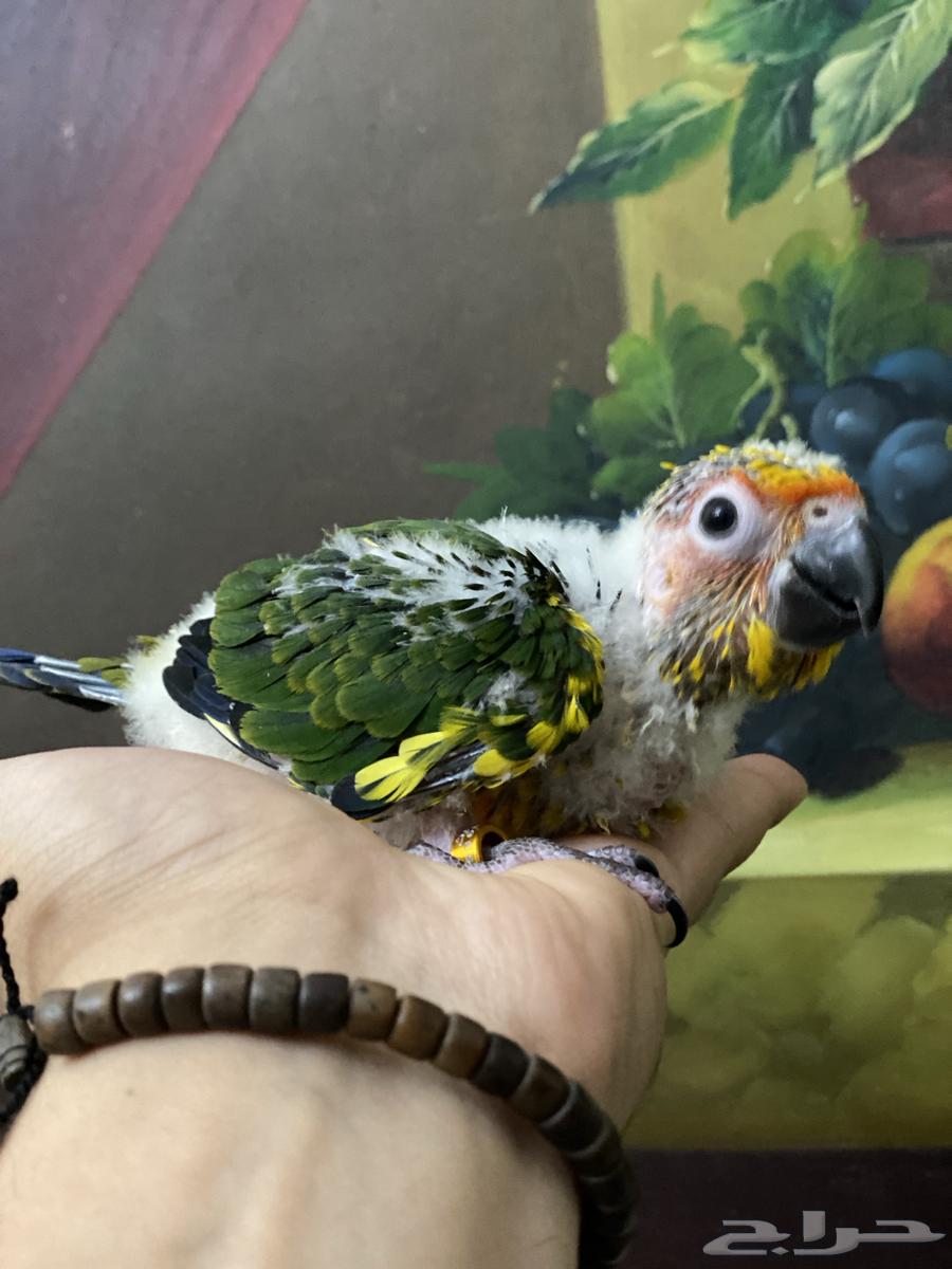 تم البيع فرخ صن كنيور64420823731203111